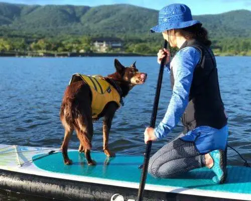 【富士山・山中湖】初心者歓迎！　山中湖でのSUP体験＜60分コース＞　お子様もご一緒に！10才から参加OK！　愛犬も一緒に体験OK！