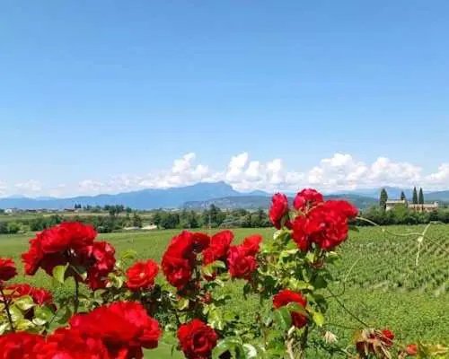 Lake Garda wine-tasting tour from northern hotels with optional transfers