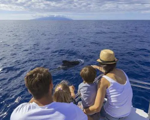5 hour whale and dolphin watching on an eco-catamaran
