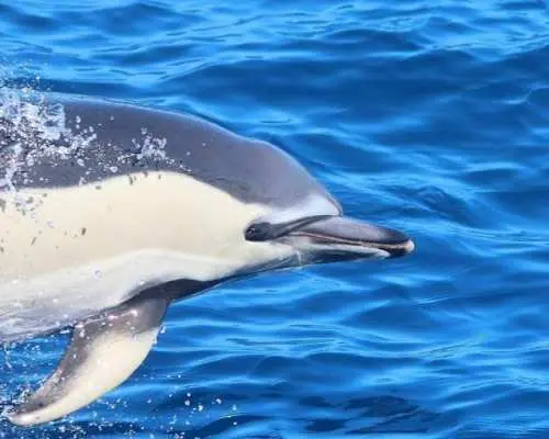 Gran Canaria Supercat dolphin-watching catamaran cruise