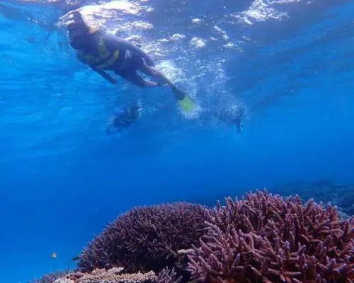 [Kagoshima, Yoron Island] Coral Reef Snorkeling Tour - Swim with Colorful Tropical Fish! (Solo participants welcome)