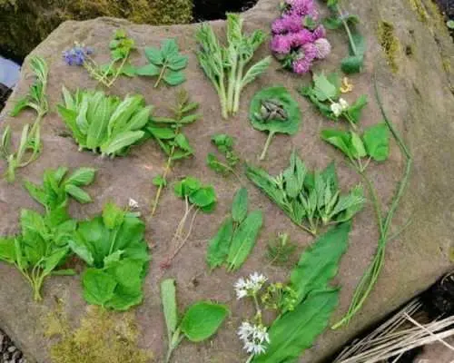 海德堡野生植物採導覽遊