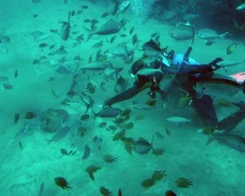 Tenerife submarine safari with transfer from the north