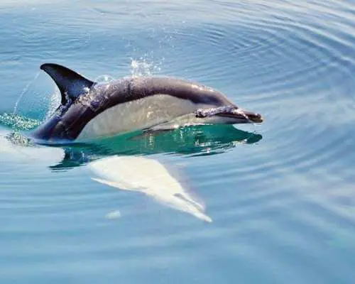 Dreamer Cave and dolphin-watching boat tour from Albufeira – ticket only