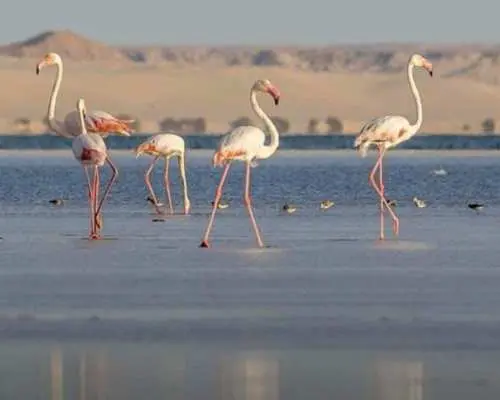 Dakhla White Dune Private Tour