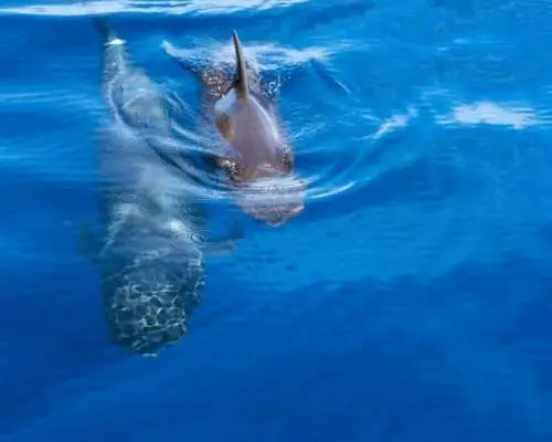 クジラとイルカを観察するカタマランツアー – フリーバード