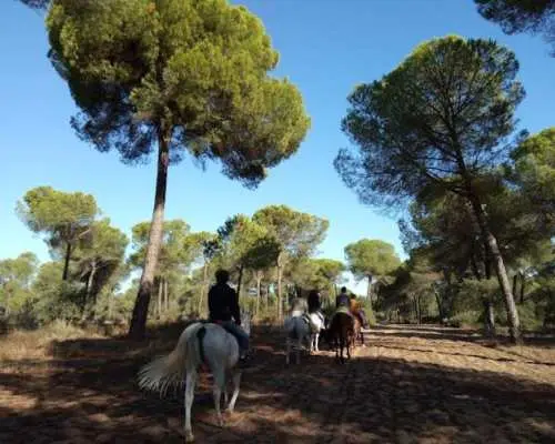 Horseback Riding in Doñana National Park from Seville