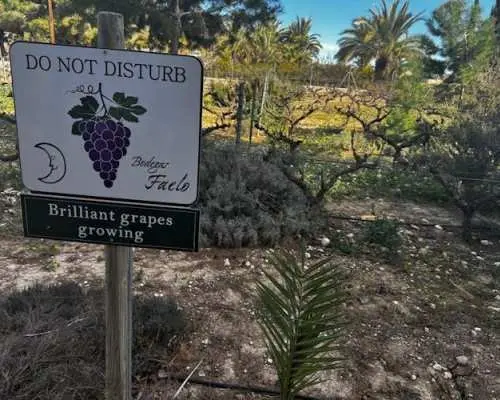 Wine tasting and tapas guided tour from Alicante