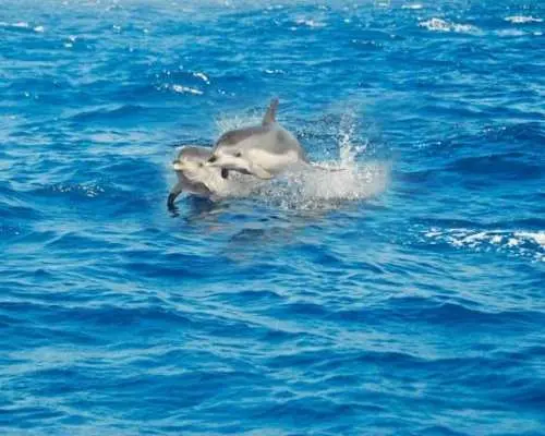 Fuerteventura magic catamaran cruise