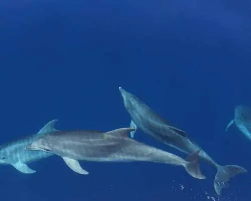 Sardinia Dolphin Watching Boat Cruise
