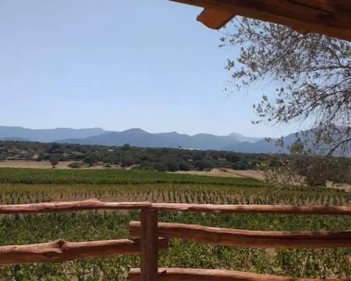 Winery with Tasting in Dorgali