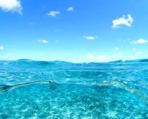 日本宮古島珊瑚礁＆海龜共游浮潛體驗｜含接送服務