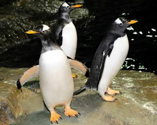 Central Park Zoo