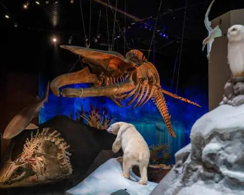 Natural History Museum Abu Dhabi Ticket