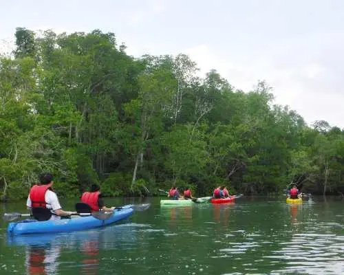 Pulau Ubin Kayaking