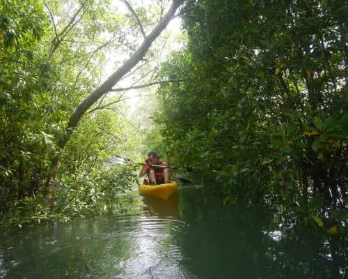 Pulau Ubin Kayaking