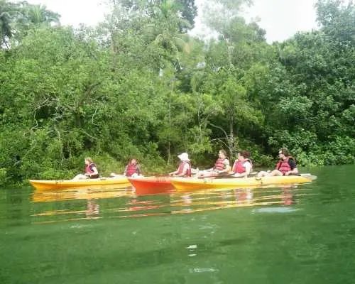 Pulau Ubin Kayaking