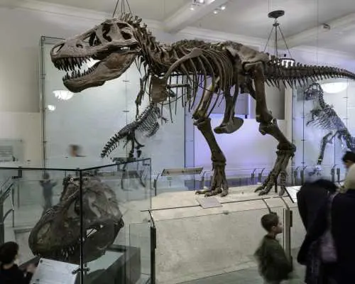 COMBO: American Museum of Natural History + The Museum of Modern Art (MoMA) Tickets