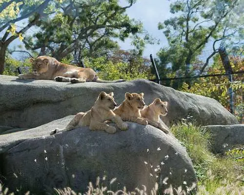 Paris Zoo (Parc Zoologique de Paris)