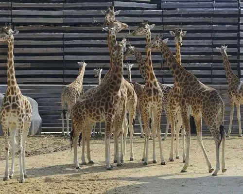 Paris Zoo (Parc Zoologique de Paris)