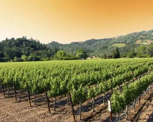 Deluxe Napa & Sonoma Valley Wine Country Day Tour | San Francisco
