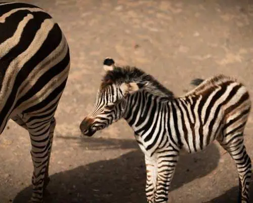 Oasis Wildlife Fuerteventura Ticket