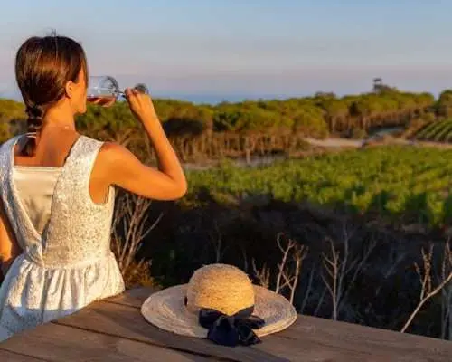 Wine tasting and visit to Ripalte design winery
