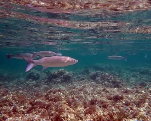 Tabarca Island snorkeling trip from Santa Pola