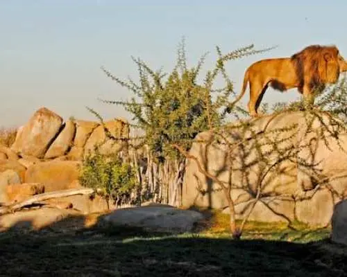 Entrance ticket to Bioparc Valencia