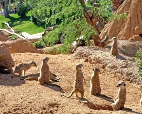 Entrance ticket to Bioparc Valencia