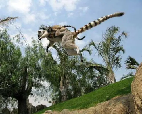 Entrance ticket to Bioparc Valencia