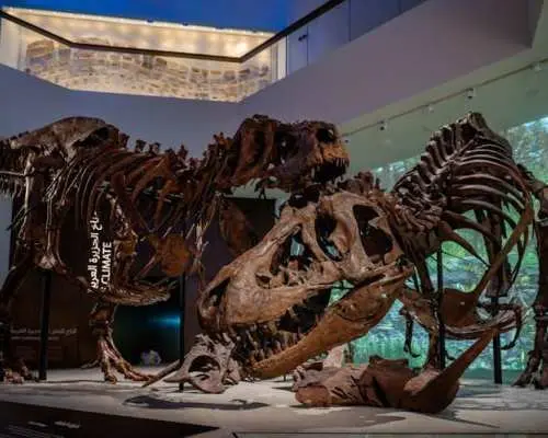 Natural History Museum of Abu Dhabi entrance tickets