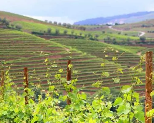 Historical guided tour of the Alto Douro Wine Region with wine tasting