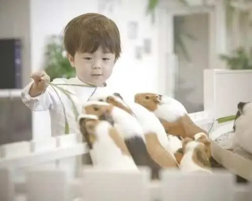 Yokohama Minato Mirai | Anitouch Indoor Zoo Interactive Experience Tickets