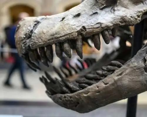 Berlin Natural History Museum in-app audio tour