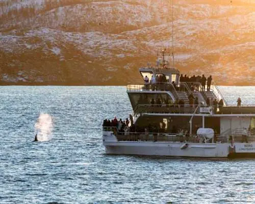 Silent whale watching tour by boat
