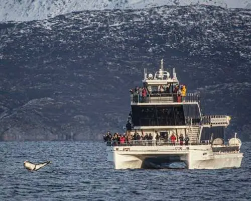 Silent whale watching tour by boat