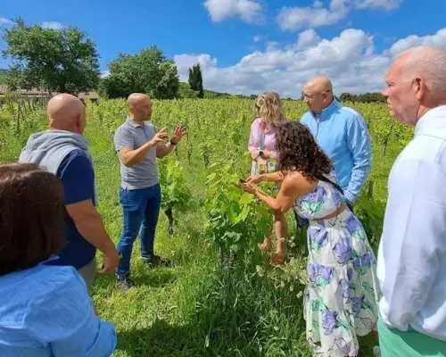 Wine Tasting Small Group Tour with Lunch in Brunello