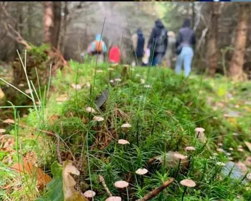 Mushroom foraging guided hike in Augsburg