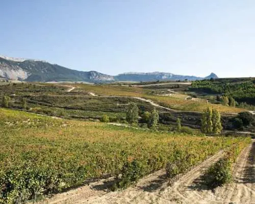 Visit to two wineries in La Rioja with pintxos from Bilbao