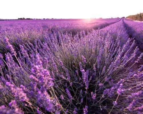 Provence lavender fields and Verdon Gorge guided tour from Nice