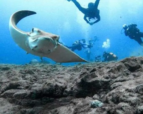 หลักสูตรดำน้ำ PADI สำหรับผู้เริ่มต้นของ Atlantis Diving