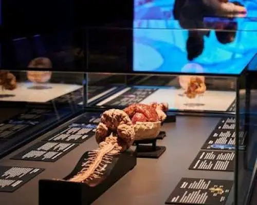 켐니츠에서 열리는 BODY WORLDS 전시회