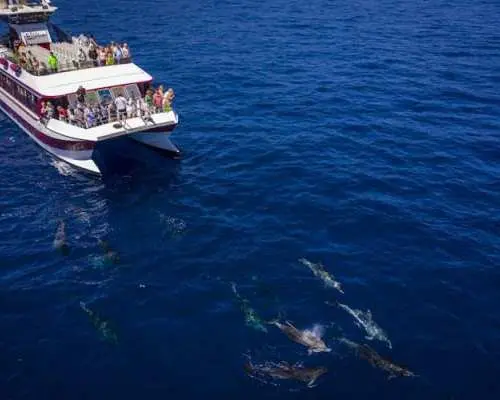 ล่องเรือชมวาฬและโลมา Royal Delfín ระยะเวลา 4 ชั่วโมง