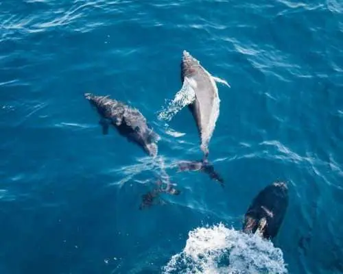 Dolphin watching and snorkeling near Figarolo Island