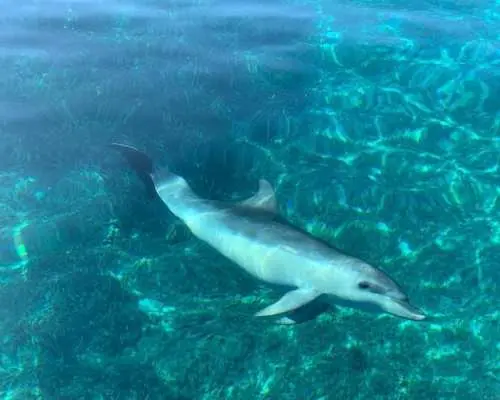 Dolphin watching and snorkeling near Figarolo Island