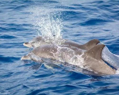 Lanzarote whale and dolphin watching experience