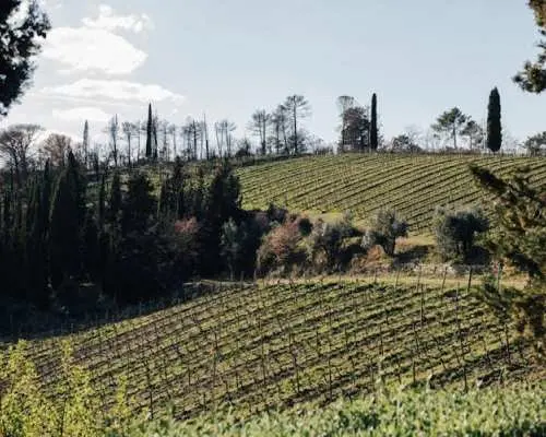 Wine Experience through Chianti Hills from Florence