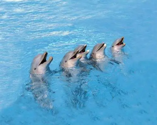 Marineland visit in Majorca with transfer