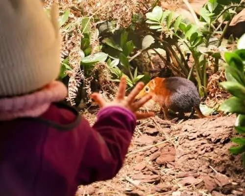 Transfer to Prague Zoo with audio guide